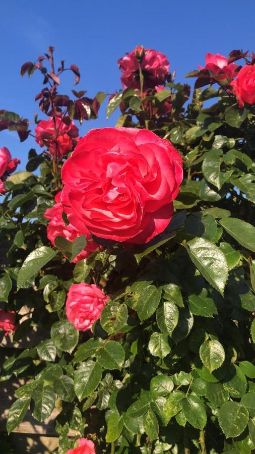 La Vie En Rose Zierikzee Bed & Breakfast Екстериор снимка